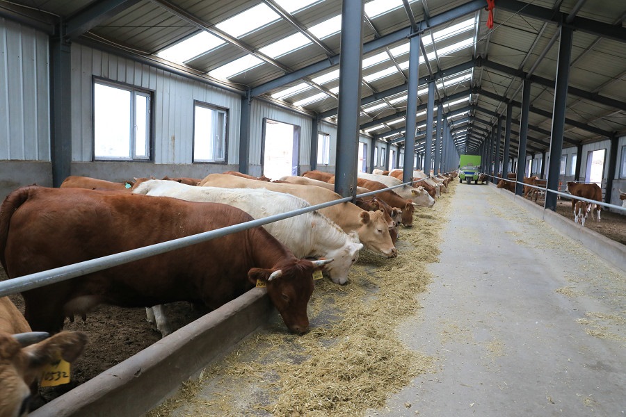 巴林左旗實(shí)施龍頭企業(yè)帶動(dòng)作用帶領(lǐng)村民脫貧