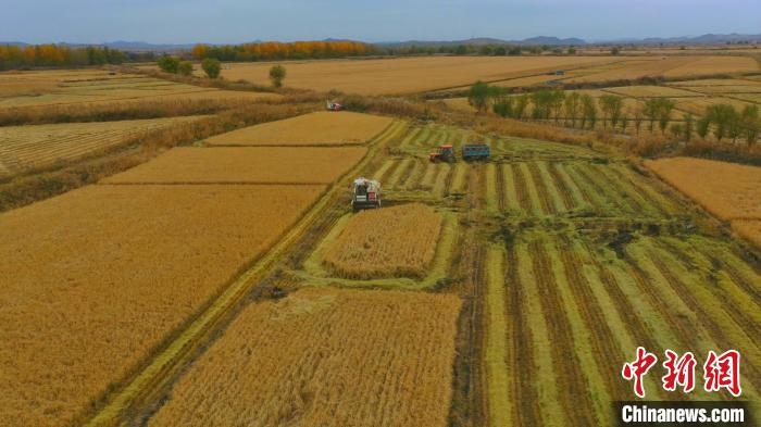 圖為科右中旗杜爾基鎮(zhèn)雙金嘎查的萬(wàn)畝水稻田進(jìn)入集中收割期?！≮w殿威 攝