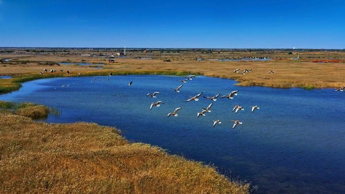 △黃河三角洲擁有天然蘆葦270平方公里，是東北亞內(nèi)陸和環(huán)西太平洋鳥類遷徙重要的“中轉(zhuǎn)站”、越冬地和繁殖地。(總臺央視記者李煒、程鋮拍攝)
