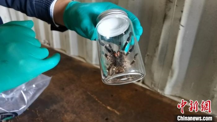 張家港海關(guān)工作人員截獲捕鳥蛛?！⊥踅〕?攝