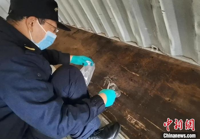 張家港海關(guān)工作人員截獲捕鳥蛛?！⊥踅〕?攝