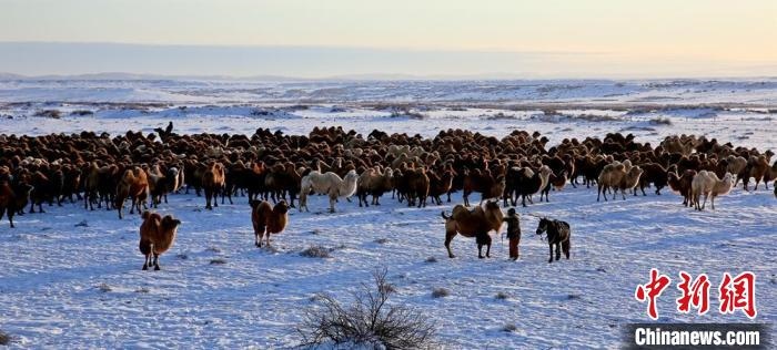 進(jìn)入冬季，駱駝在戈壁灘上散養(yǎng)?！」o琨 攝