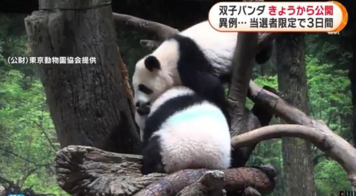 12日，日本東京上野動(dòng)物園的旅日雙胞胎熊貓開(kāi)始同游客見(jiàn)面。(圖片來(lái)源：日本富士電視臺(tái)視頻截圖)