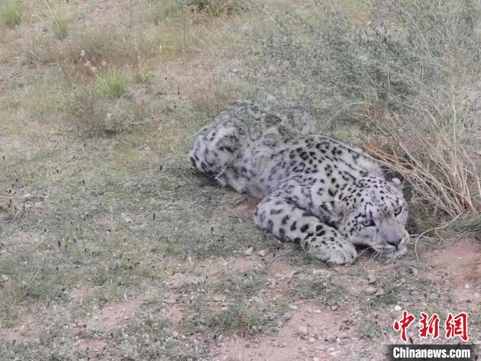 圖為在四子王旗發(fā)現(xiàn)的雪豹(資料圖)。　四子王旗警方供圖