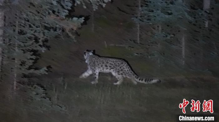 圖為被放歸自然的雪豹(資料圖)?！?nèi)蒙古林草局供圖。