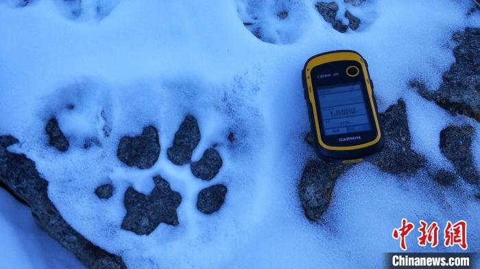 圖為疑似放歸雪豹的足跡(資料圖)?！?nèi)蒙古賀蘭山國(guó)家級(jí)自然保護(hù)區(qū)供圖