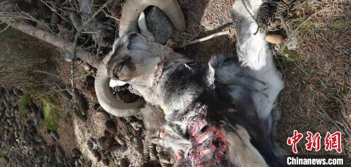 圖為疑似雪豹捕食巖羊的殘骸(資料圖)?！?nèi)蒙古賀蘭山國(guó)家級(jí)自然保護(hù)區(qū)供圖