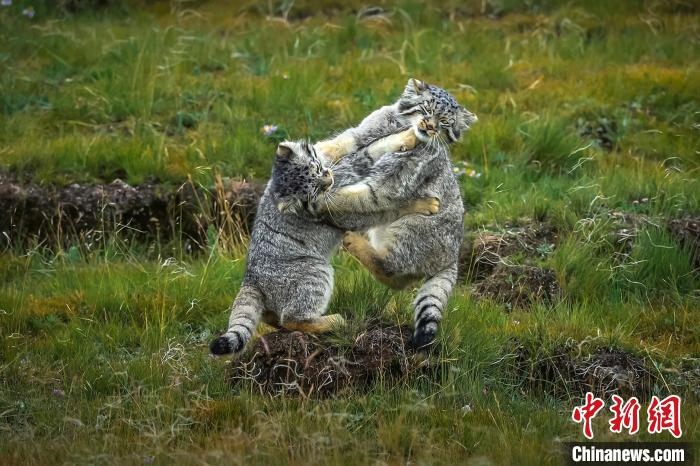 圖為作品《難分伯仲》?！〗股?攝