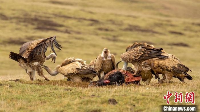 圖為作品《聚會(huì)》?！℃夭疾夭爬?攝