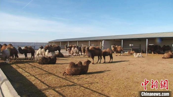 圖為額濟(jì)納旗駝奶產(chǎn)業(yè)基地?！⊥蹰L梅 攝