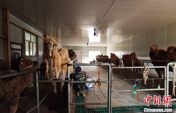 圖為共人正在給駱駝擠奶?！⊥蹰L梅 攝