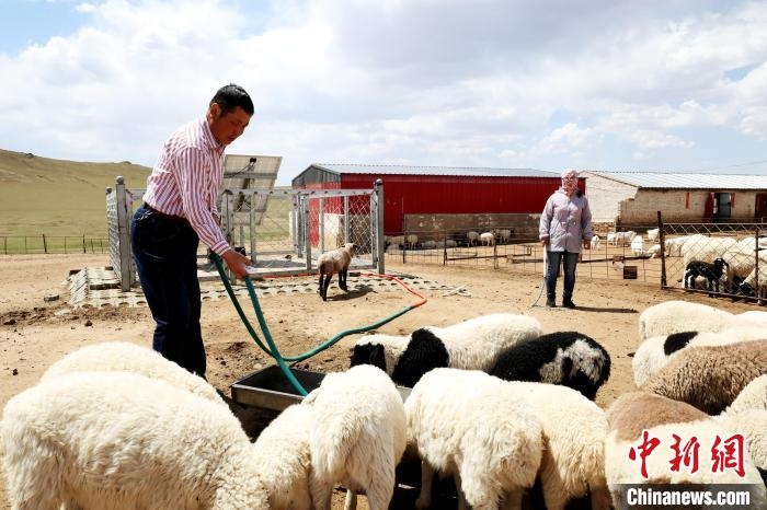 圖為圖門達(dá)來在喂羊。　張署雁 攝
