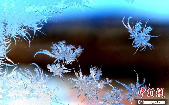 玉樹瓊枝盈滿窗?！O書程 攝