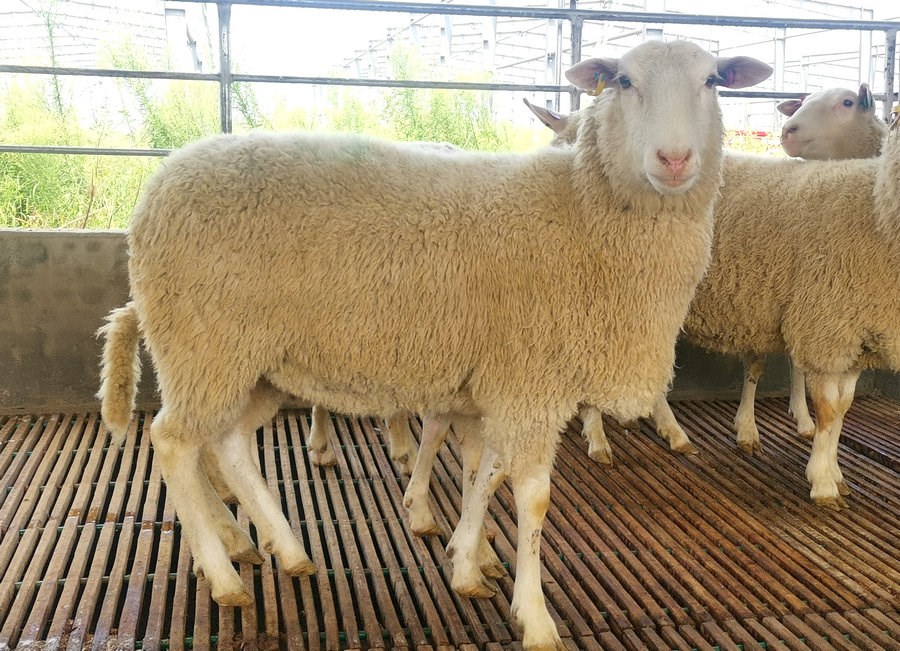 1629083393125764.jpeg WechatIMG3009.jpeg