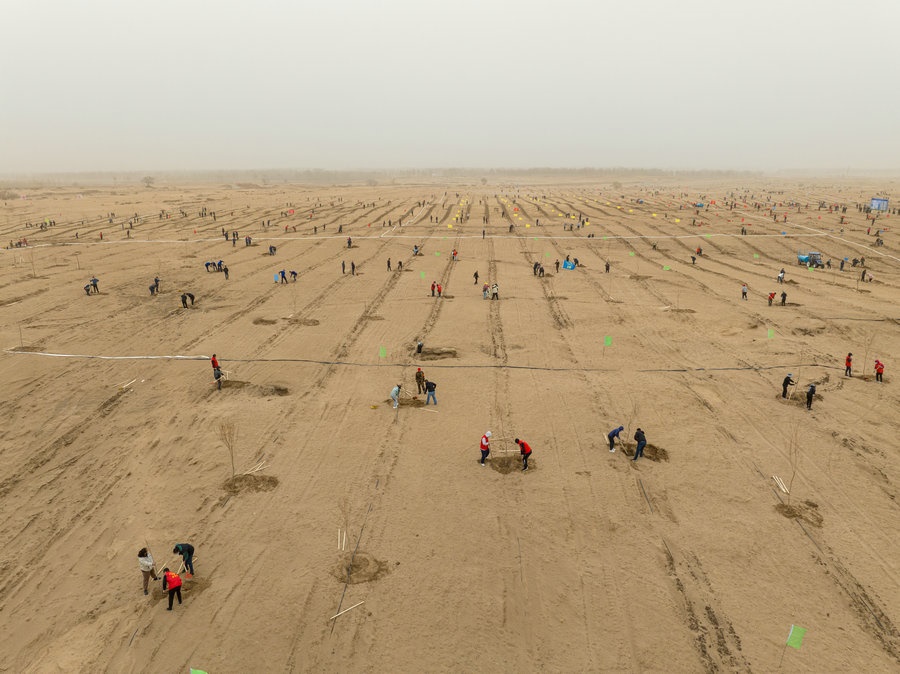 在高力板鎮(zhèn)花道卜和沙木嘎嘎查治理區(qū)，廣大干部群眾手植新綠，播種希望 （攝影：包寶音德力格爾）.JPG
