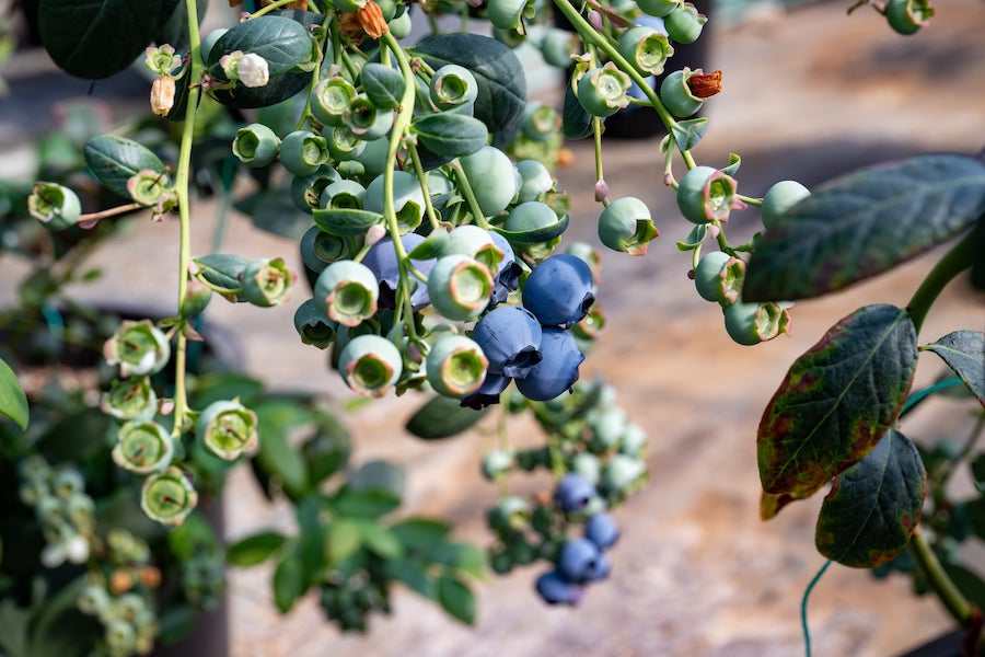 1740748312915802.jpeg WechatIMG3008.jpeg