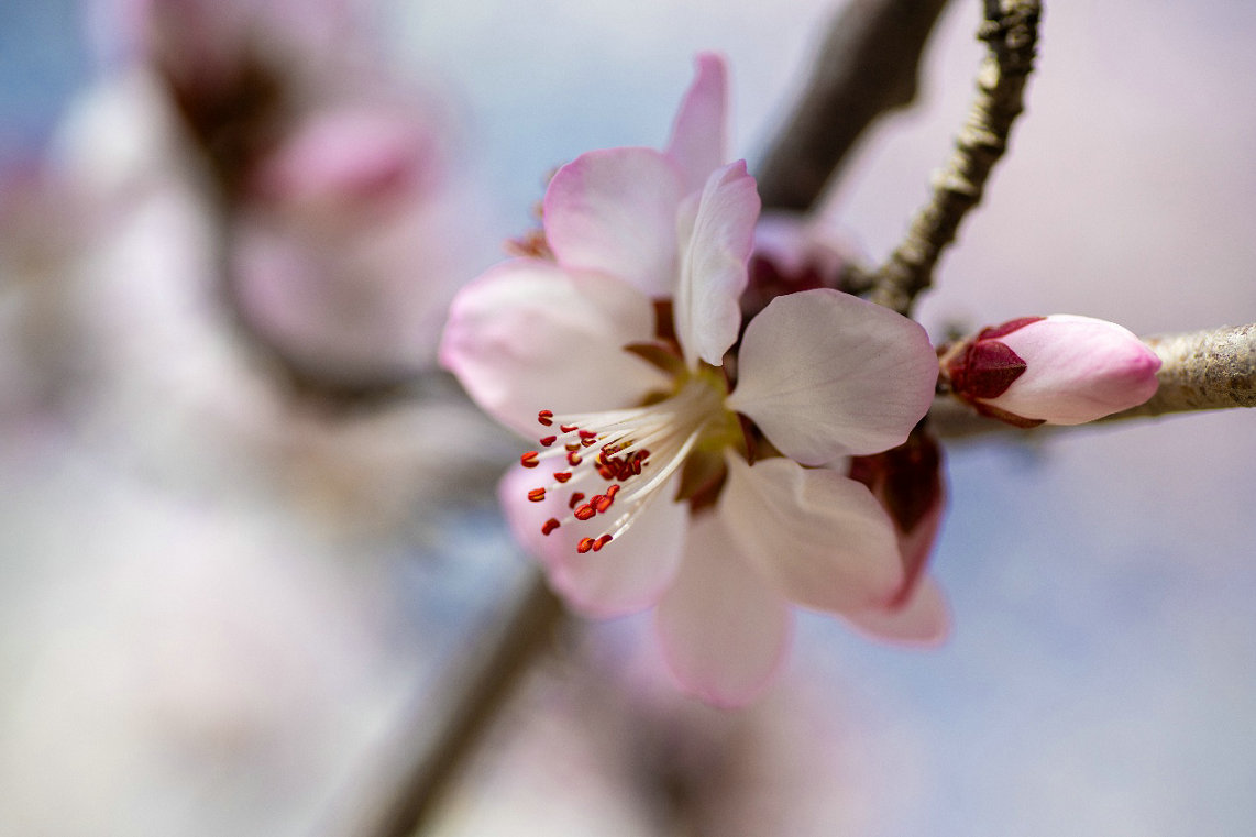 1744084887746041.jpg 桃花3.jpg