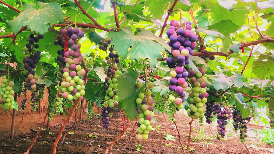 1752649121515606.jpg 微信圖片_20250716144444.jpg