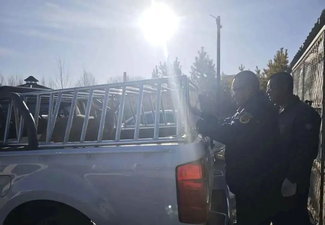 1764981747944762.jpg 狍子3.jpg