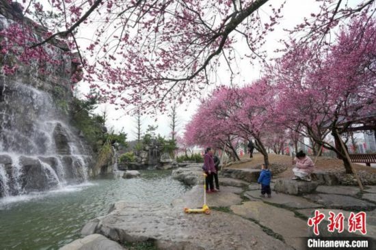2月23日，市民在乾藝梅園景區(qū)觀賞綻放的梅花。陳興輝 攝