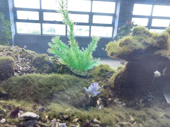 圖為寶鋼湛江鋼鐵水控中心，觀賞海魚(yú)在鋼渣漁礁里游動(dòng)