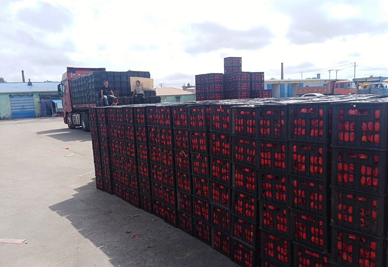 　　外銷(xiāo)的蔬菜在市場(chǎng)等待拉運(yùn)。受訪(fǎng)者供圖