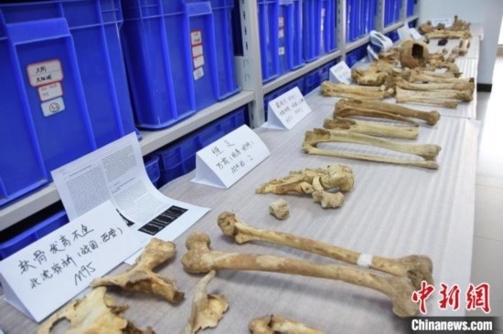 圖為已清理完畢的骨骼標本。王宇 攝