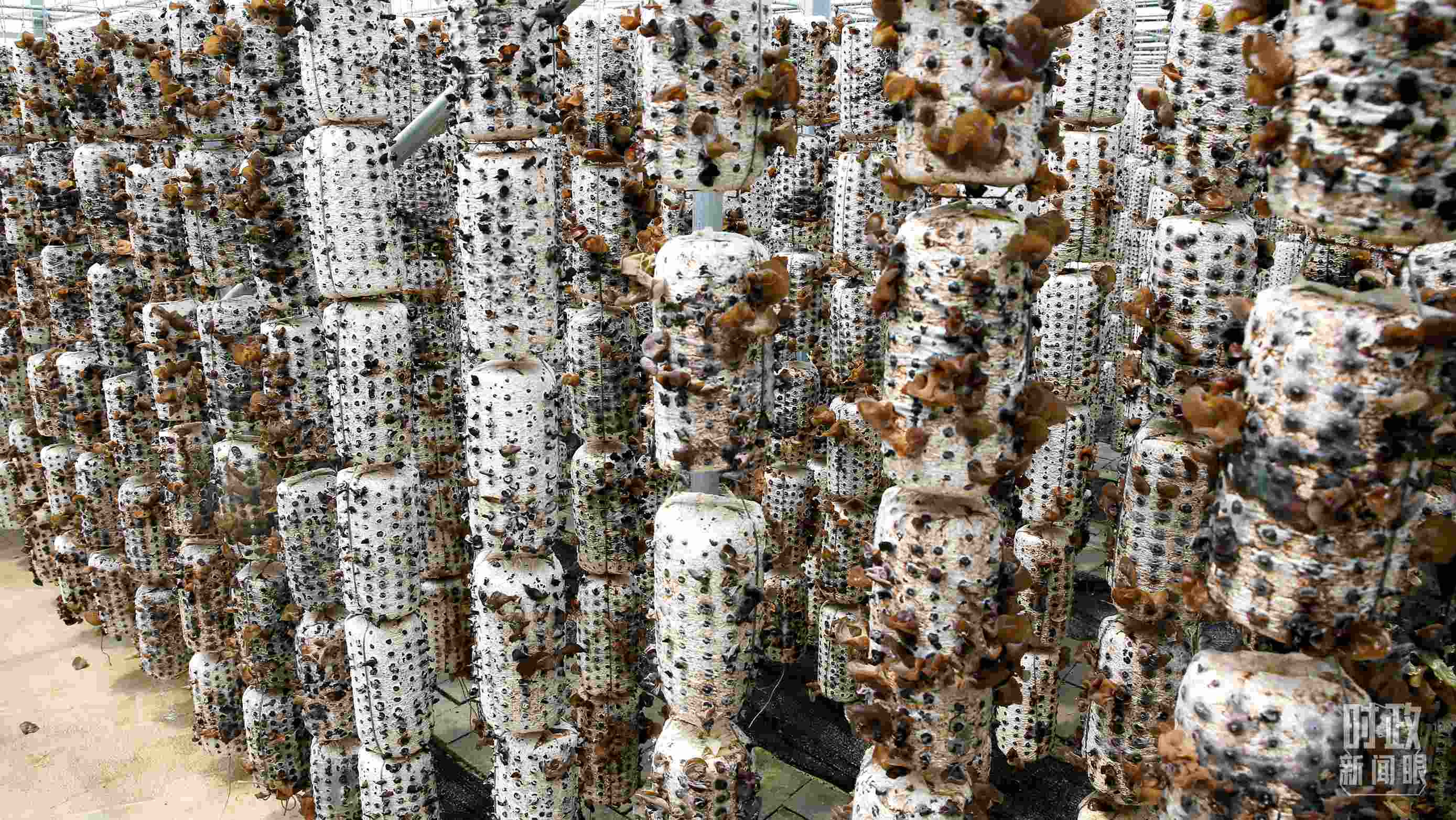 △金米村的小木耳、大產(chǎn)業(yè)。（圖／視覺中國）