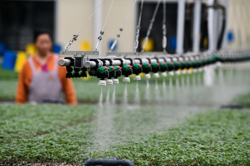 工人在貴陽市開陽縣楠木渡蔬菜良種繁育中心查看自動噴灌系統(tǒng)給辣椒苗澆水情況（2023年5月24日攝）。新華社記者 楊文斌 攝
