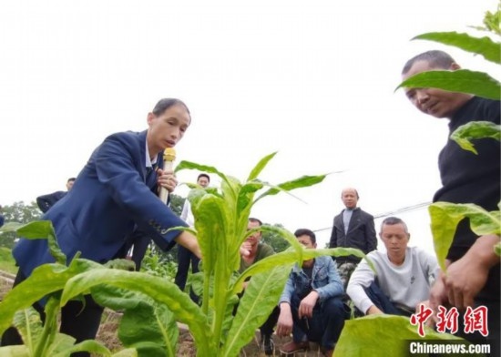 “鄉(xiāng)村學(xué)堂”田間現(xiàn)場(chǎng)教學(xué)。(資料圖) 唐濤華 攝