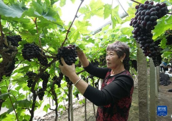 5月26日，唐山市海港經(jīng)濟(jì)開發(fā)區(qū)王灘鎮(zhèn)趙灘村農(nóng)民在大棚內(nèi)采摘葡萄。