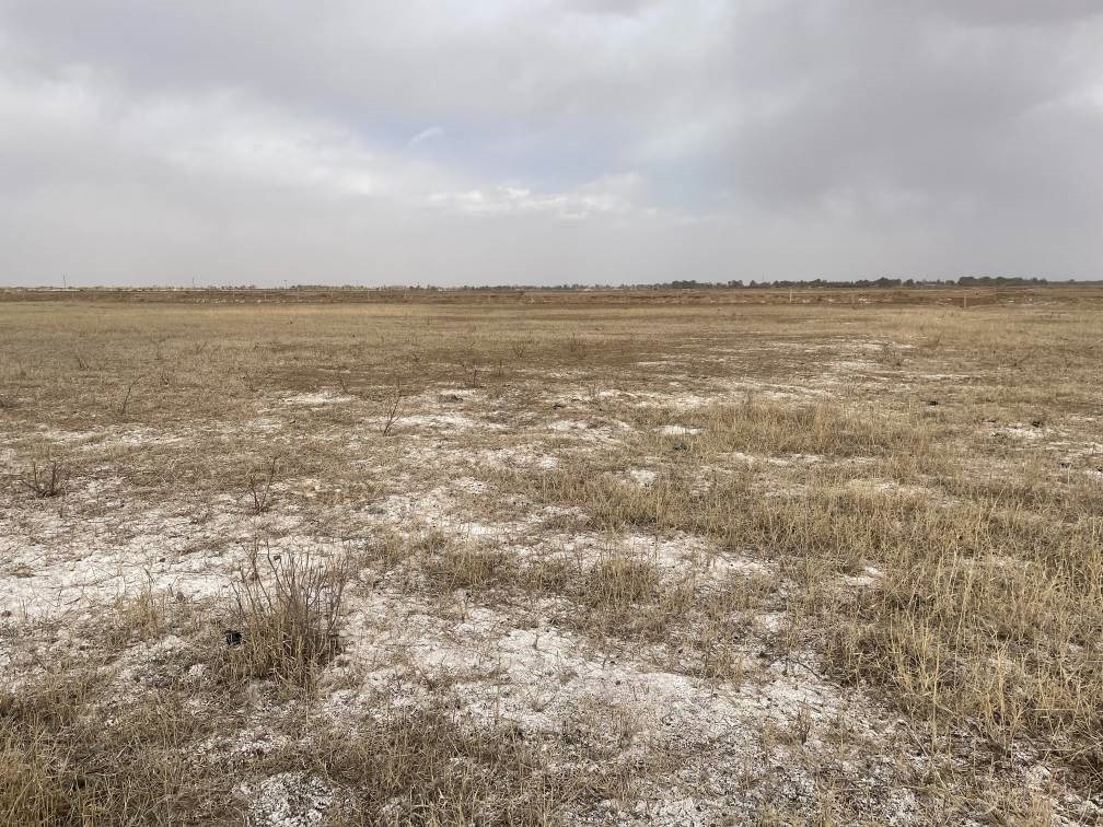 撂荒后的部分地塊已現(xiàn)鹽堿。 人民網(wǎng)記者 楊喬攝