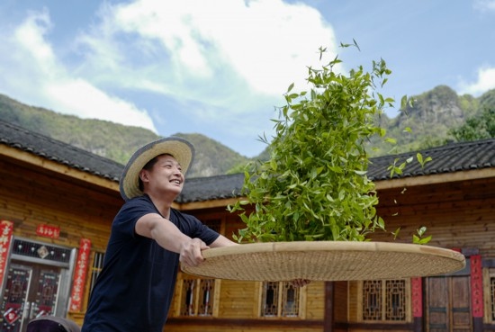 2023年4月19日，重慶市南川區(qū)德隆鎮(zhèn)茶樹村一個居民點，制茶工藝傳承人在幫助村民翻曬新鮮茶葉。