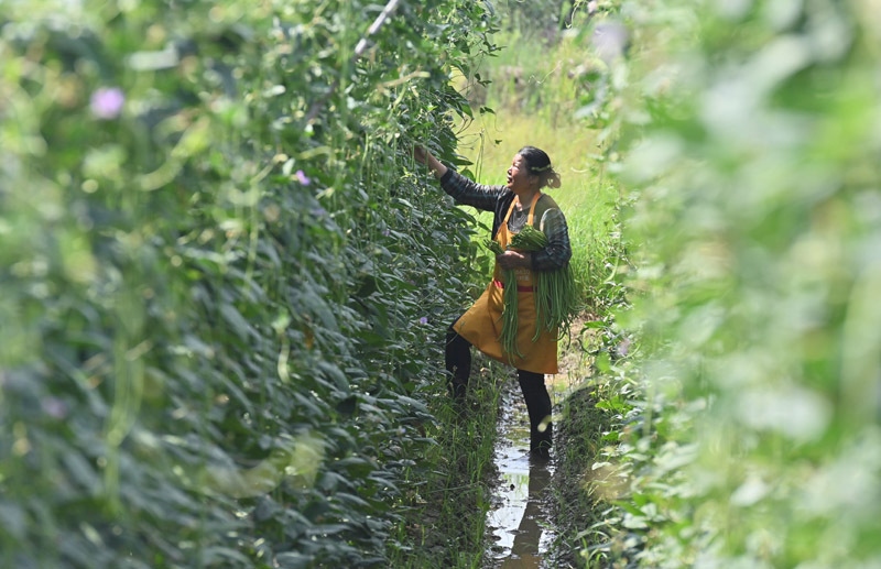 2023年6月15日，在廣西柳州市鹿寨縣中渡鎮(zhèn)石墨村，村民在高標(biāo)準(zhǔn)農(nóng)田里采收豆角。
