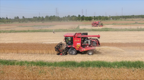 后仙莊聯(lián)合收割機(jī)緊鑼密鼓的收割麥子