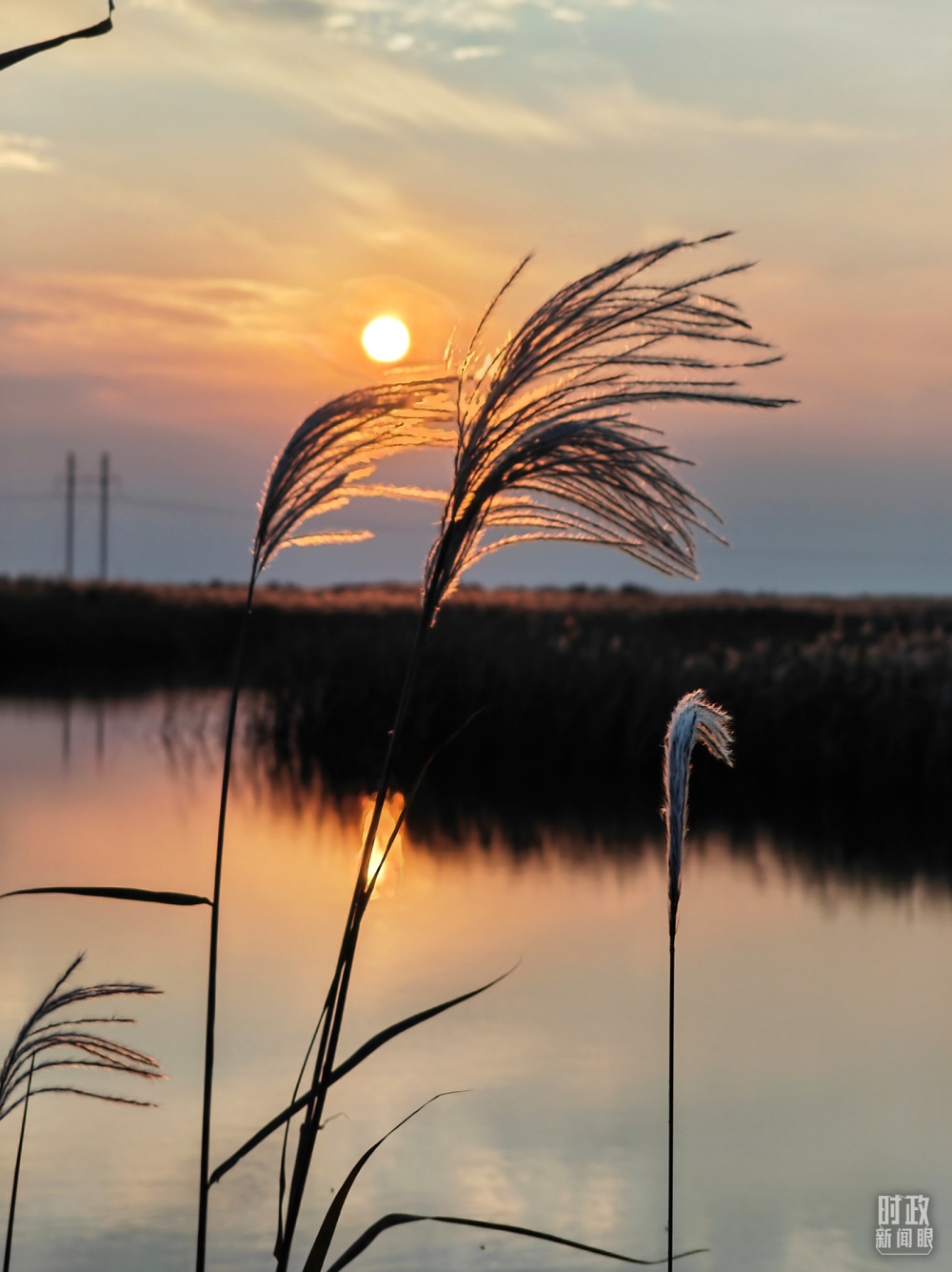 2021年10月，習(xí)近平赴山東東營考察黃河入?？?。黃河三角洲濕地，蘆葦飄蕩。（總臺央視記者彭漢明拍攝）