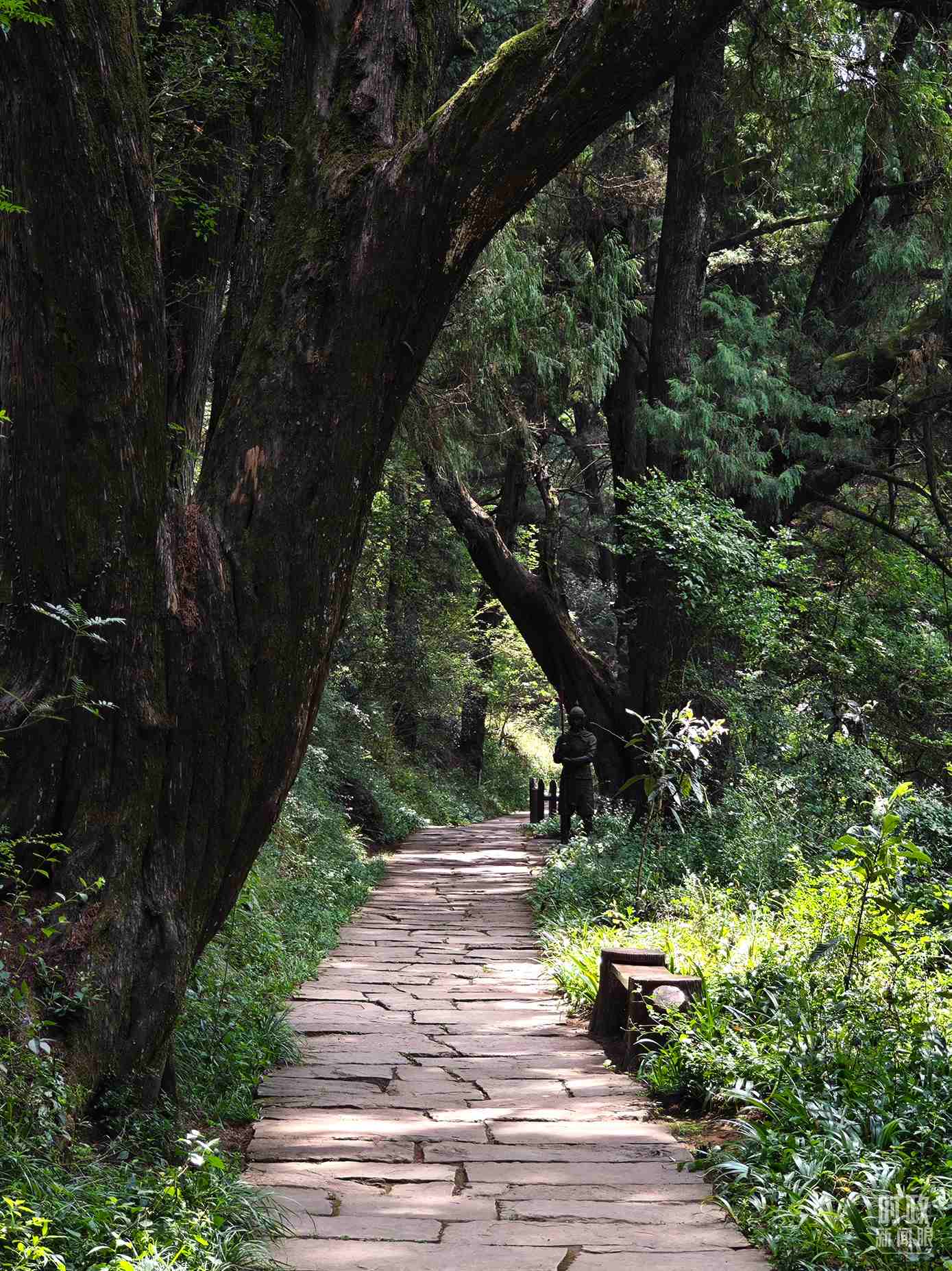 △古蜀道與古柏。（總臺(tái)央視記者彭漢明拍攝）