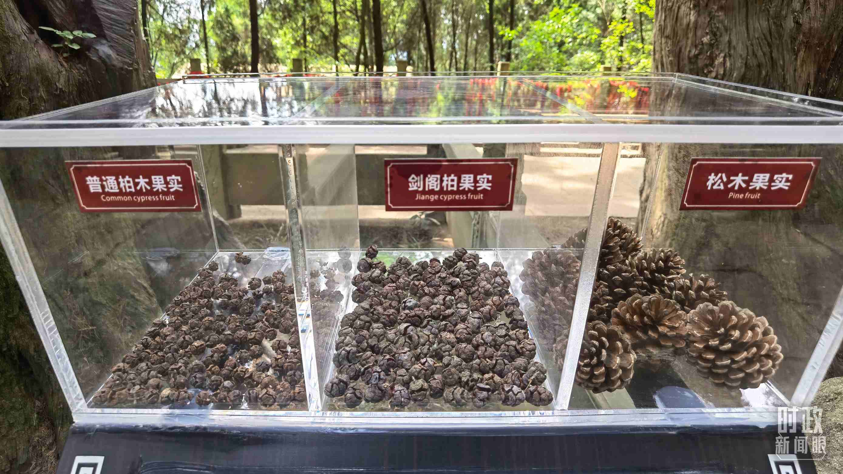 △翠云廊古蜀道，現(xiàn)場陳列的柏木和松木果實(shí)。（總臺(tái)央視記者石丞拍攝）