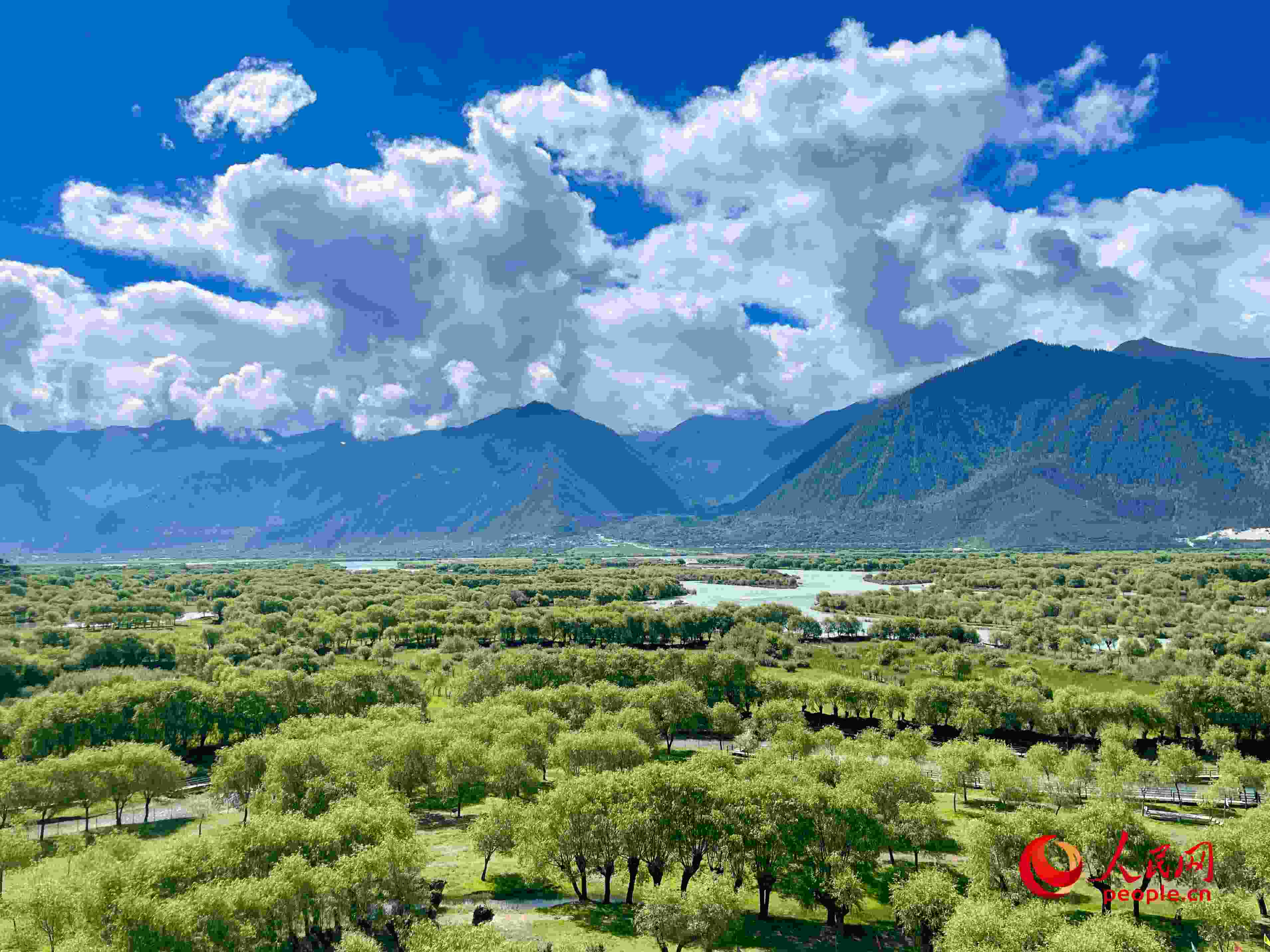 夏日的雅尼國家濕地公園生機盎然，如詩如畫。人民網(wǎng) 周靜圓攝