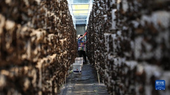 7月29日，在卓尼縣納浪鎮(zhèn)納浪村黑木耳種植基地，農(nóng)戶在采摘黑木耳。