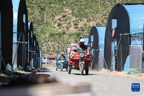 7月29日，農(nóng)戶在卓尼縣納浪鎮(zhèn)納浪村黑木耳種植基地勞作。