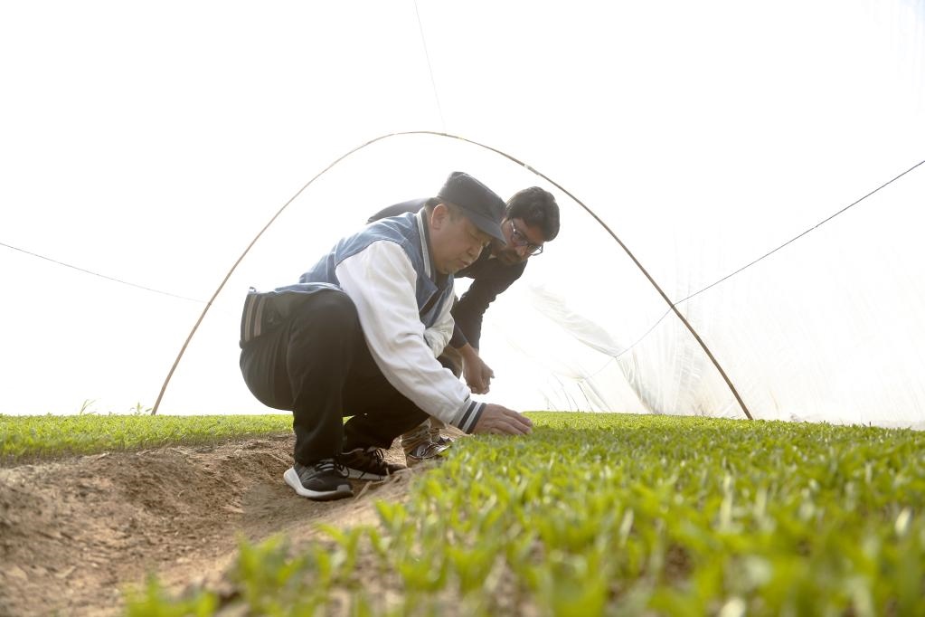 巴基斯坦旁遮普省木爾坦的中巴辣椒訂單種植項目辣椒育苗大棚內(nèi)，中國農(nóng)業(yè)專家?guī)ьI巴基斯坦技術員查看辣椒秧苗生長情況。