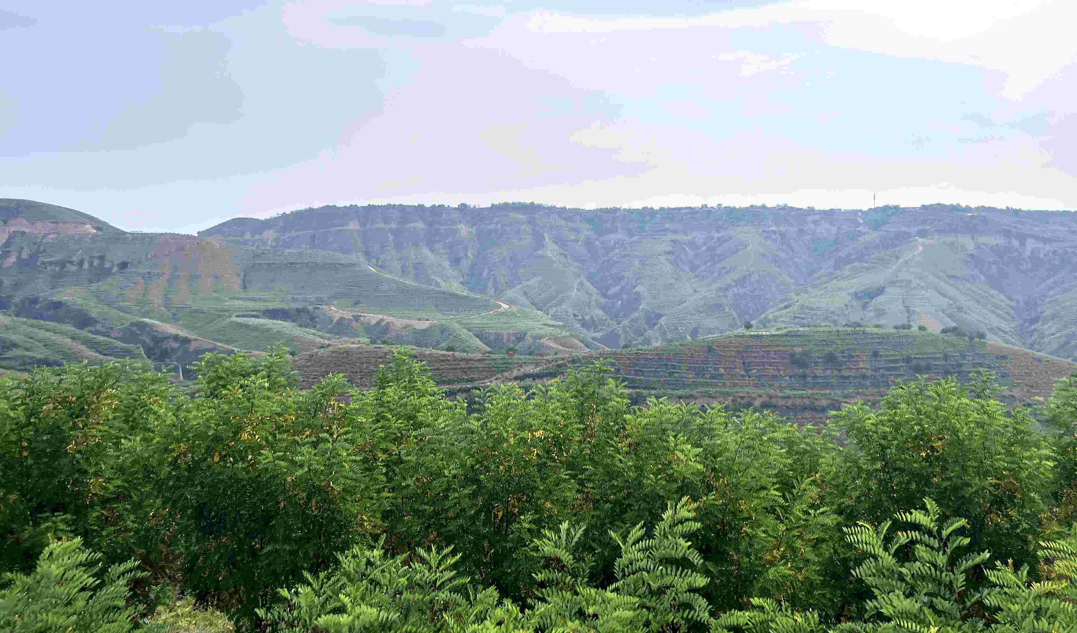 吳堡縣沿黃生態(tài)林。人民網(wǎng)記者 王連香攝