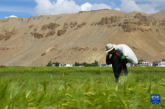 8月12日，西藏阿里地區(qū)普蘭縣赤德村村民在青稞田里勞作。