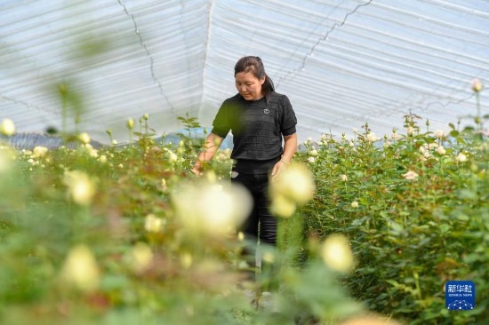 8月17日，吉林省德惠市朱城子鎮(zhèn)沿河村程雪家庭農(nóng)場(chǎng)的負(fù)責(zé)人楊雪在查看玫瑰花長勢(shì)。新華社記者 張楠 攝