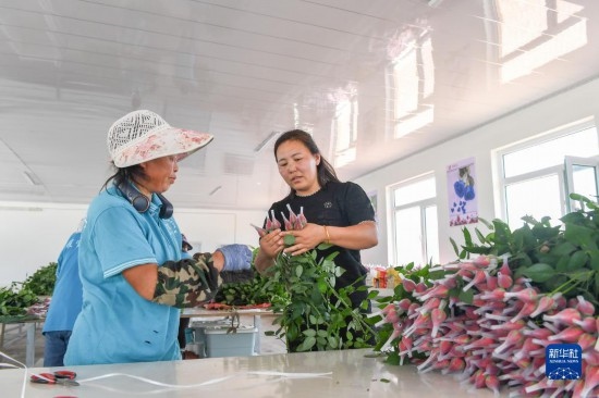 8月17日，吉林省德惠市朱城子鎮(zhèn)沿河村程雪家庭農(nóng)場(chǎng)的負(fù)責(zé)人楊雪（右）指導(dǎo)農(nóng)民修剪玫瑰花。新華社記者 張楠 攝