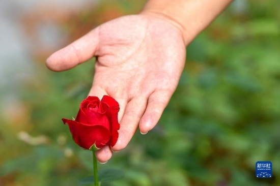 8月17日，吉林省德惠市朱城子鎮(zhèn)沿河村程雪家庭農(nóng)場(chǎng)的負(fù)責(zé)人楊雪在查看玫瑰花長勢(shì)。新華社記者 張楠 攝