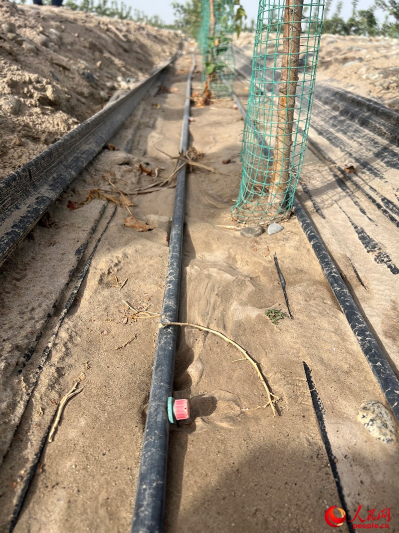 水肥一體化滴灌技術(shù)，可極大節(jié)約用水量。人民網(wǎng)記者 常雪梅攝