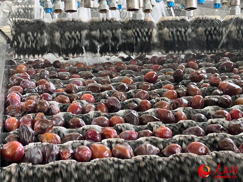 清洗西梅。人民網(wǎng)記者 常雪梅攝