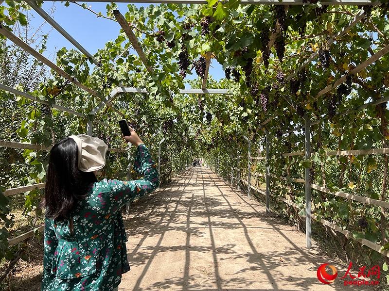 新疆閩龍達(dá)干果產(chǎn)業(yè)有限公司內(nèi)種植的葡萄。人民網(wǎng)記者 常雪梅攝